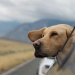 Travel Dog Accessories