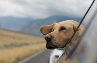 Travel Dog Accessories
