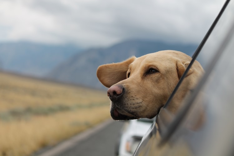 Travel Dog Accessories