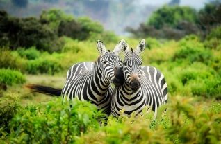 African safari honeymoon