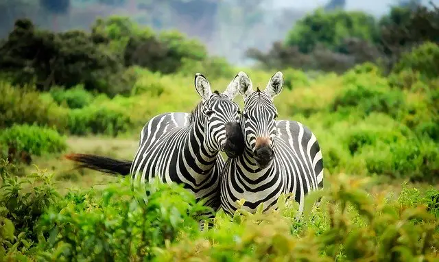 African safari honeymoon