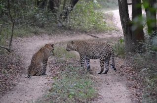 Leopards