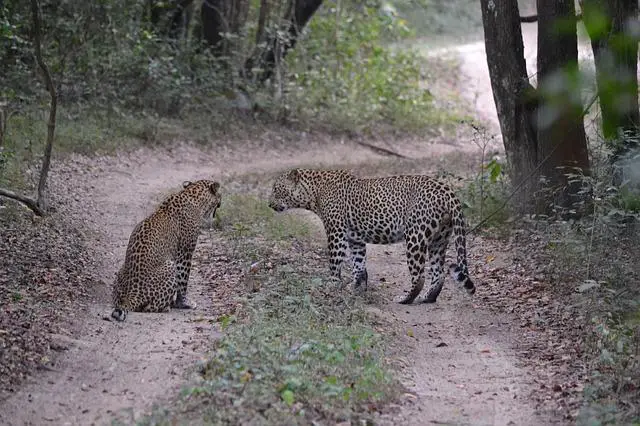 Leopards