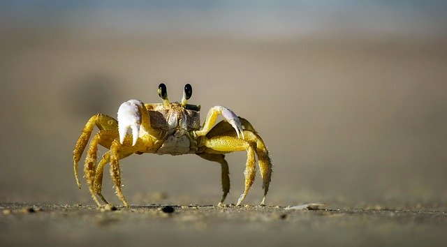 crab