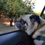 5 Tips for Traveling with Your Puppy for the First Time