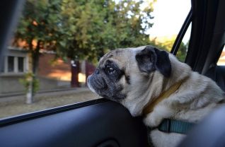 5 Tips for Traveling with Your Puppy for the First Time
