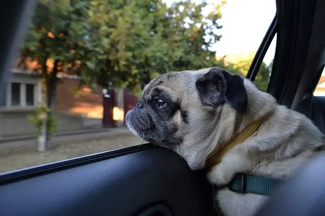 5 Tips for Traveling with Your Puppy for the First Time